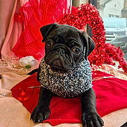 Georgie is registered to the contest to win money with this photo: big_eyes, black_pug, blanket, car_outside, cozy, cute, dog, festive, heart_decor, indoor, paw, portrait, pug, puppy, red_decor, ribbon, scarf, shallow_depth_of_field, valentine, window