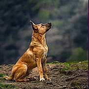 Pixel a rejoint le concours — aidez-le/la à gagner de superbes lots ! dog, brown_dog, sitting, outdoor, nature, rocky_path, attentive, canine, animal, fur, alert, ears_up, side_view, forest_background, ground, grass, pet, wildlife, mammal, daytime