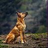 dog, brown_dog, sitting, outdoor, nature, rocky_path, attentive, canine, animal, fur, alert, ears_up, side_view, forest_background, ground, grass, pet, wildlife, mammal, daytime