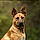 Pixel