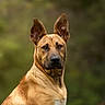 Pixel a rejoint le concours — aidez-le/la à gagner de superbes lots ! dog, animal, pet, ears, fur, portrait, outdoor, nature, canine, brown, muzzle, alert, looking, closeup, head, expression, background_blur, wildlife, companion, domestic