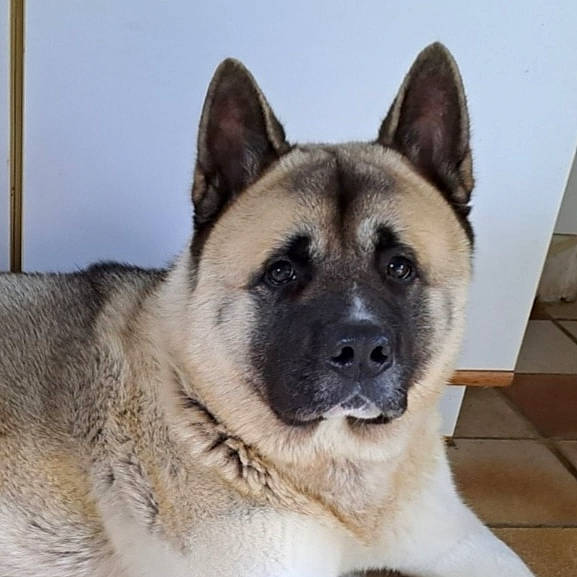 Sonny a rejoint le concours — aidez-le/la à gagner de superbes lots ! ancient_dog_breeds, canidae, carnivore, collar, companion_dog, dog, dog_breed, eye, fawn, fur, jaw, non_sporting_group, plant, snout, sporting_group, tree, whiskers, working_animal, working_dog