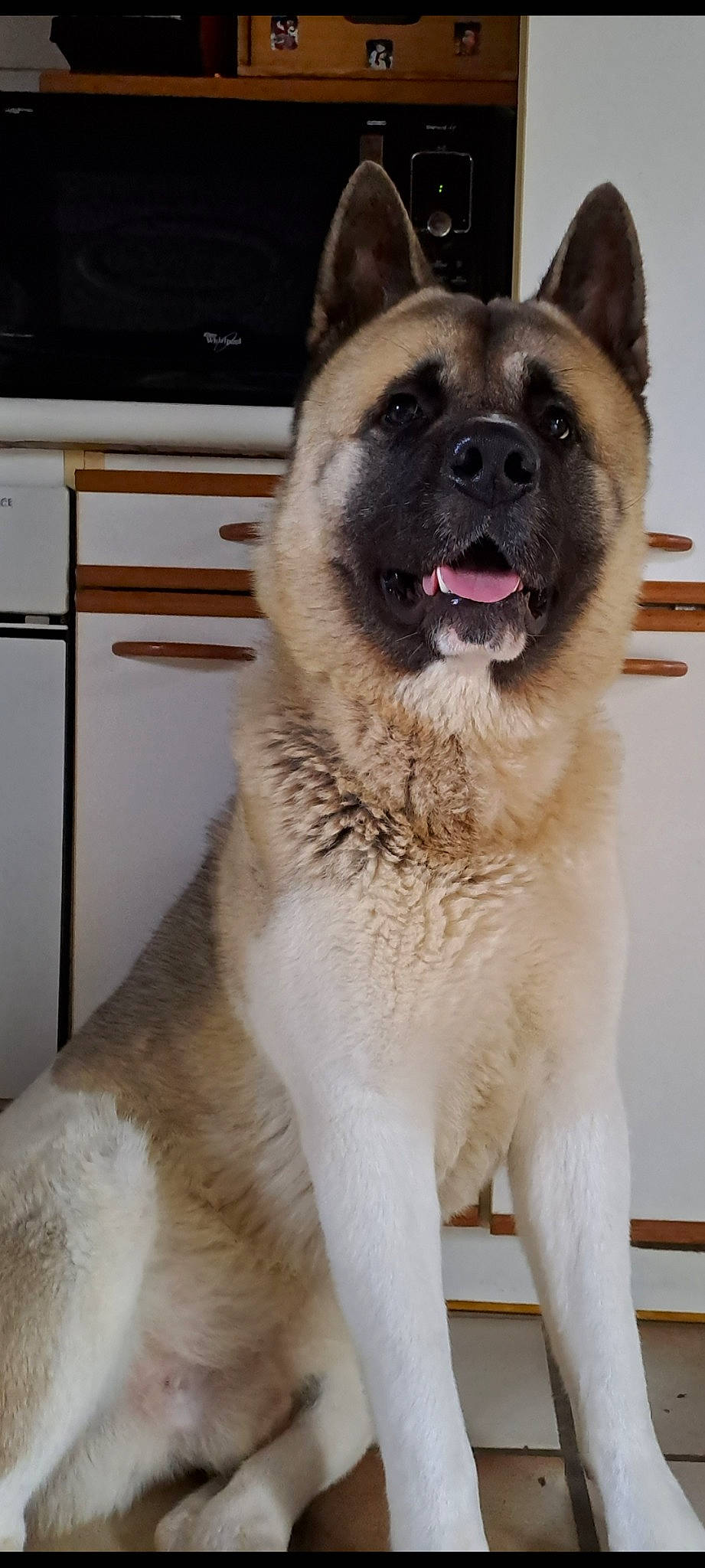 Sonny a rejoint le concours — aidez-le/la à gagner de superbes lots ! ancient_dog_breeds, canidae, carnivore, collar, companion_dog, computer_keyboard, computer_monitor, dog, dog_breed, dog_collar, fawn, fur, giant_dog_breed, non_sporting_group, sporting_group, terrestrial_animal, whiskers, window, working_animal, working_dog