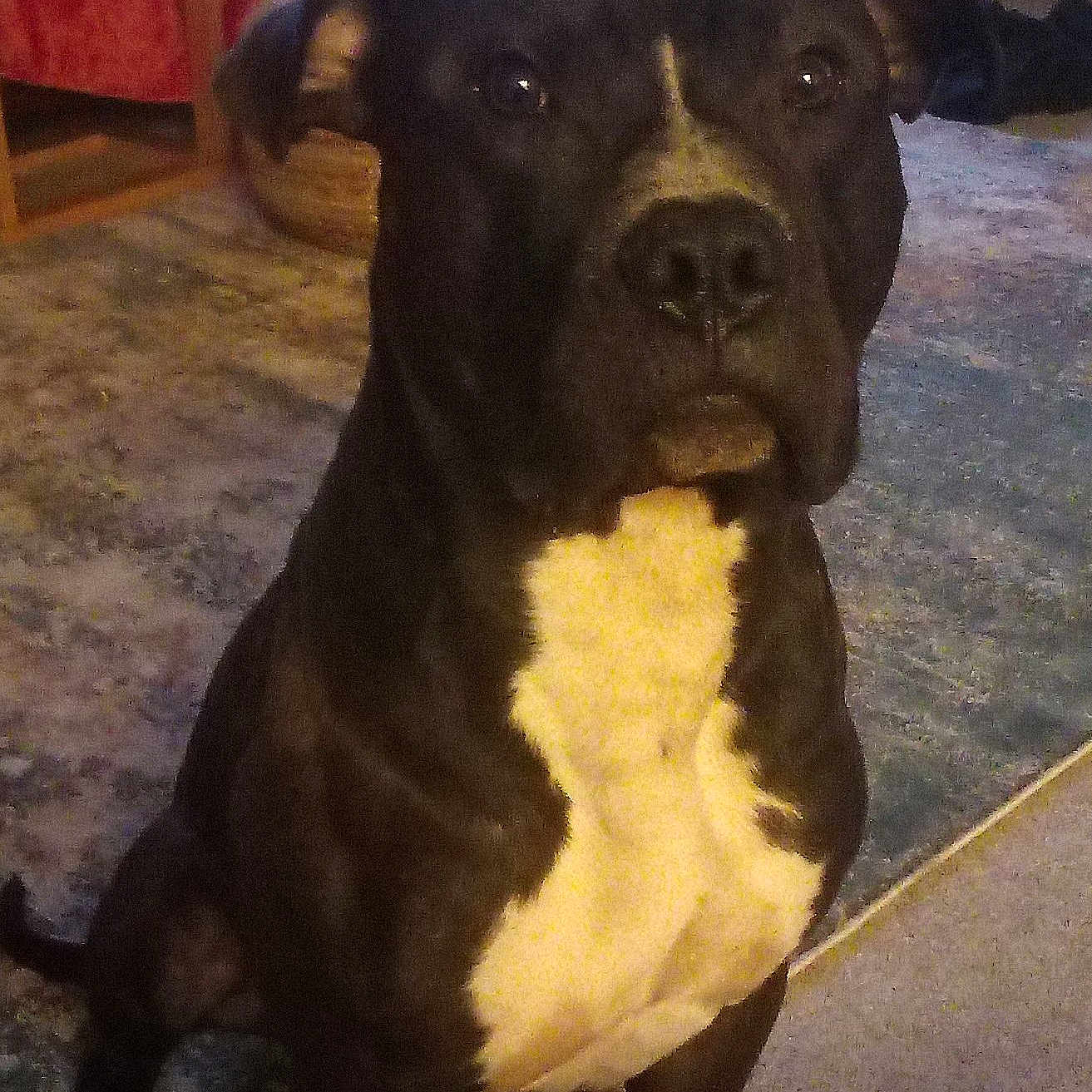 Boadie joined the competition — help win amazing prizes! animal, black_dog, canine, carpet, companion, dog, domestic_animal, ears, face, friendly, fur, house, indoor, looking, paw, pet, portrait, sitting, snout, white_chest