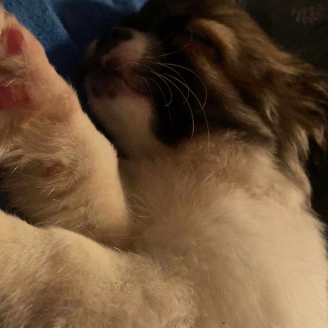 Lookine participe au concours pour gagner de l'argent avec cette photo : animal, bed, bedroom, canine, cat, couch, cushion, dog, face, furniture, head, homedecor, indoors, kitten, person, pet, photography, portrait, puppy, sleeping