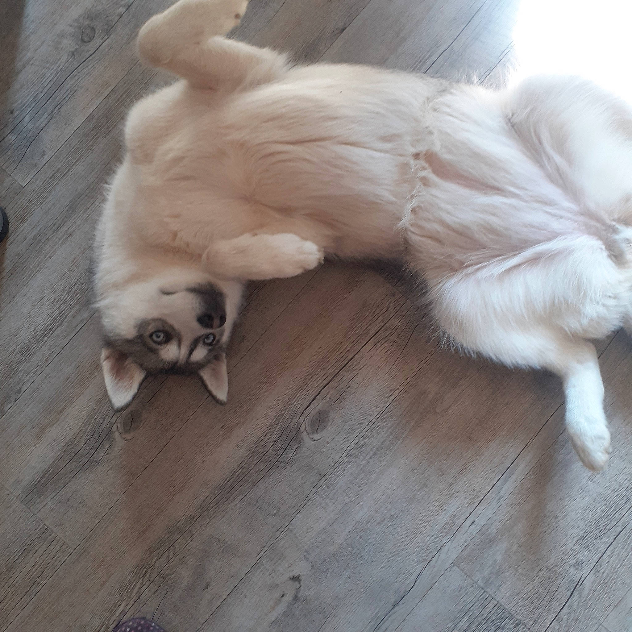 Phoebe a rejoint le concours — aidez-le/la à gagner de superbes lots ! canidae, carnivore, companion_dog, dog, dog_breed, fawn, mammal, paw, sporting_group, tail