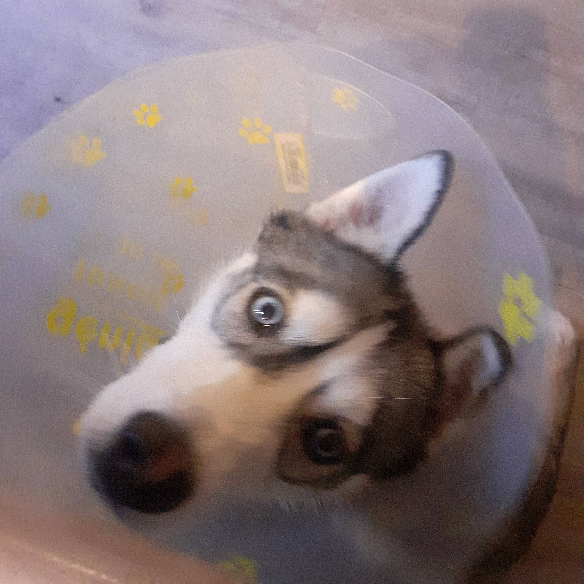 Phoebe a rejoint le concours — aidez-le/la à gagner de superbes lots ! alaskan_klee_kai, alaskan_malamute, canidae, cardigan_welsh_corgi, carnivore, dog, dog_breed, eye, mammal, miniature_siberian_husky, northern_inuit_dog, nose, rare_breed_dog, siberian_husky, sled_dog, snout, vertebrate, west_siberian_laika, whiskers, wolfdog