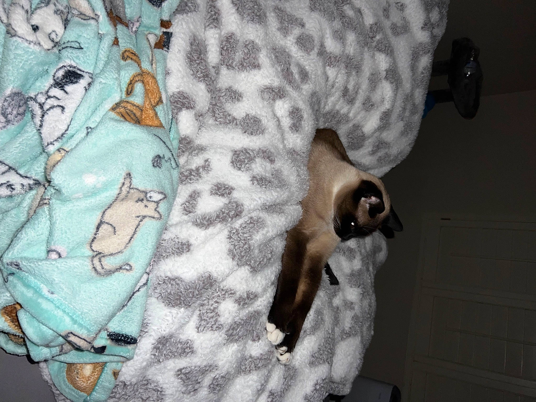 Fitz joined the competition — help win amazing prizes! bag, denim, elbow, eyewear, fashion_accessory, fur, grey, human_leg, linens, mammal, military_camouflage, pattern, sleeve, stuffed_toy, sunglasses, t_shirt, thigh, tree, vertebrate, waist