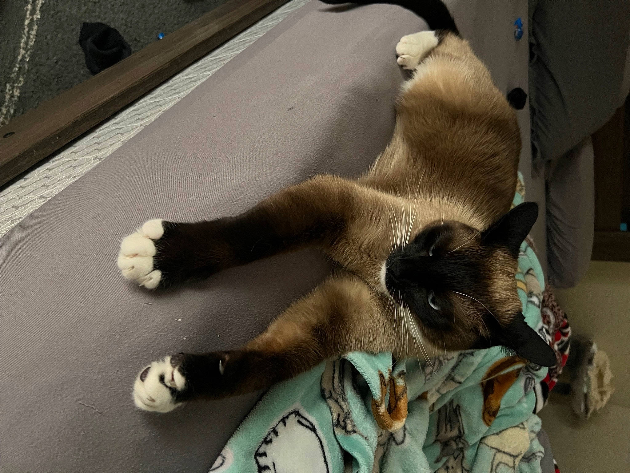 Fitz is registered to the contest to win money with this photo: carnivore, cat, claw, comfort, domestic_short_haired_cat, fawn, felidae, foot, fur, human_leg, paw, room, siamese, small_to_medium_sized_cats, tail, terrestrial_animal, whiskers, wood