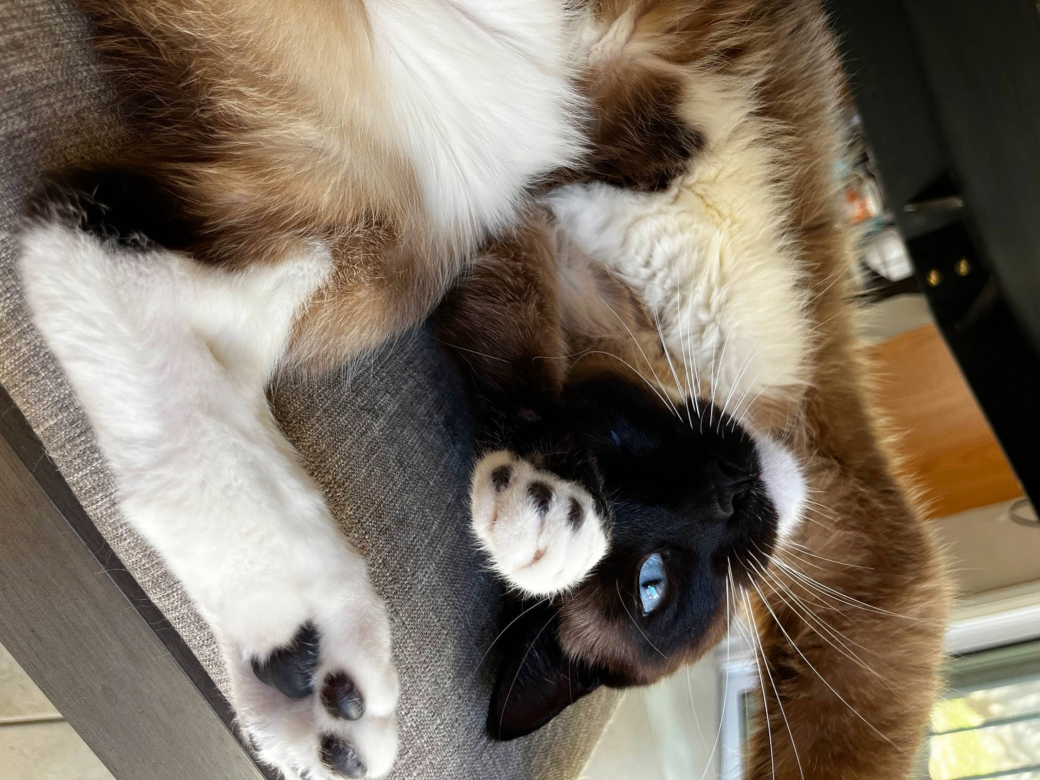 Fitz joined the competition — help win amazing prizes! balinese, carnivore, cat, claw, comfort, dog_breed, domestic_short_haired_cat, fawn, felidae, fur, nap, paw, small_to_medium_sized_cats, snout, sporting_group, tail, terrestrial_animal, whiskers