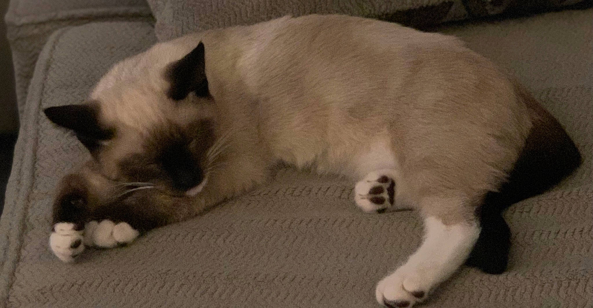 Fitz is registered to the contest to win money with this photo: carnivore, cat, comfort, eye, fawn, felidae, flooring, foot, fur, paw, siamese, small_to_medium_sized_cats, snout, tail, terrestrial_animal, whiskers