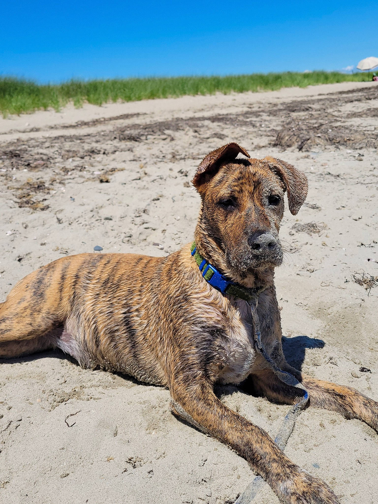 Jackson joined the competition — help win amazing prizes! beach, canidae, carnivore, collar, dog, dog_breed, dog_collar, fawn, landscape, leash, pet_supply, plant, rock, sky, snout, soil, sporting_group, terrestrial_animal, wildlife, working_animal