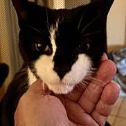 Lily joined the competition — help win amazing prizes! cat, black_and_white, pet, hand, indoor, close_up, fur, animal, whiskers, face, domestic, cute, feline, holding, gentle, person, background, curtains, floor, tiled_floor