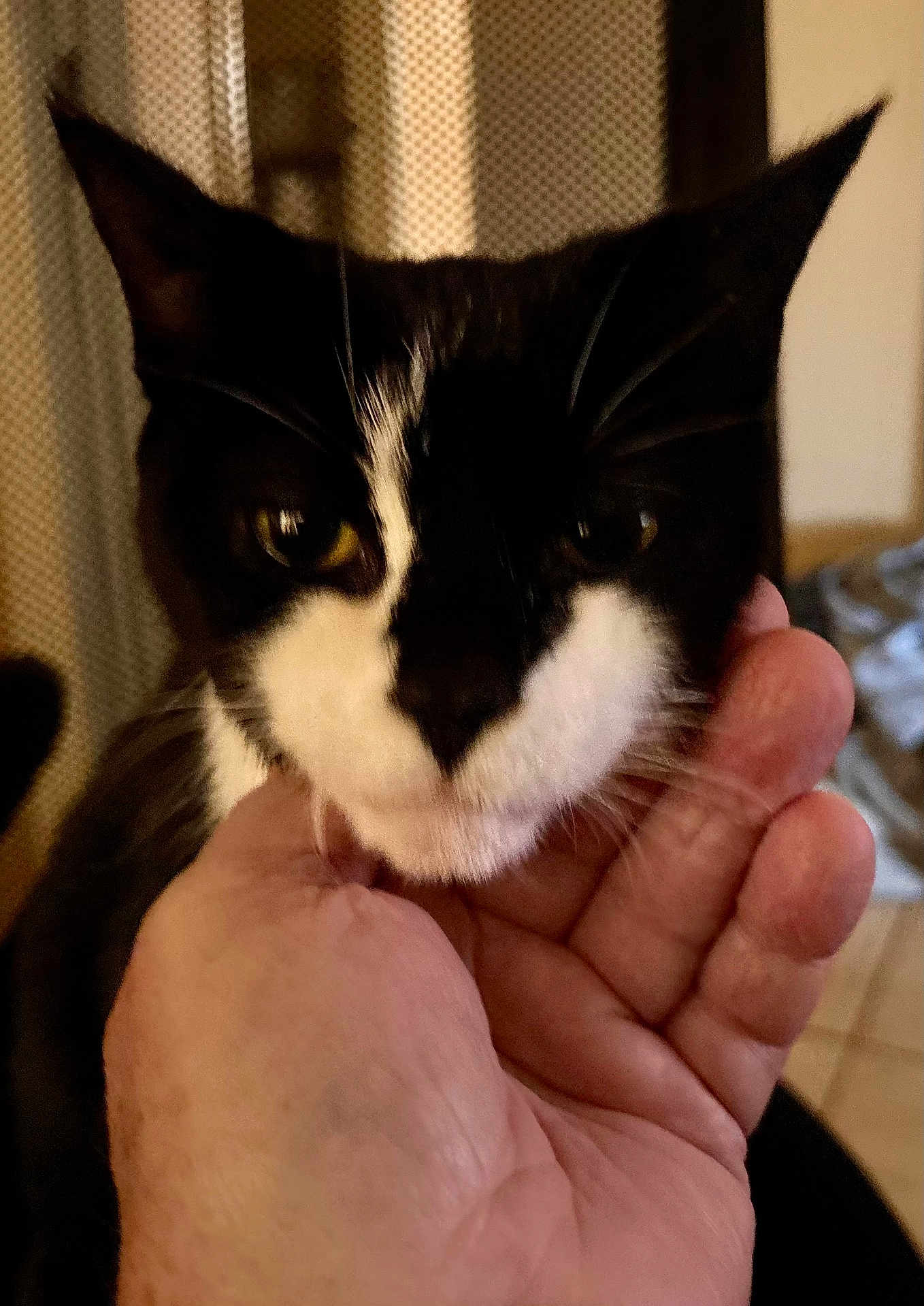 Lily joined the competition — help win amazing prizes! cat, black_and_white, pet, hand, indoor, close_up, fur, animal, whiskers, face, domestic, cute, feline, holding, gentle, person, background, curtains, floor, tiled_floor