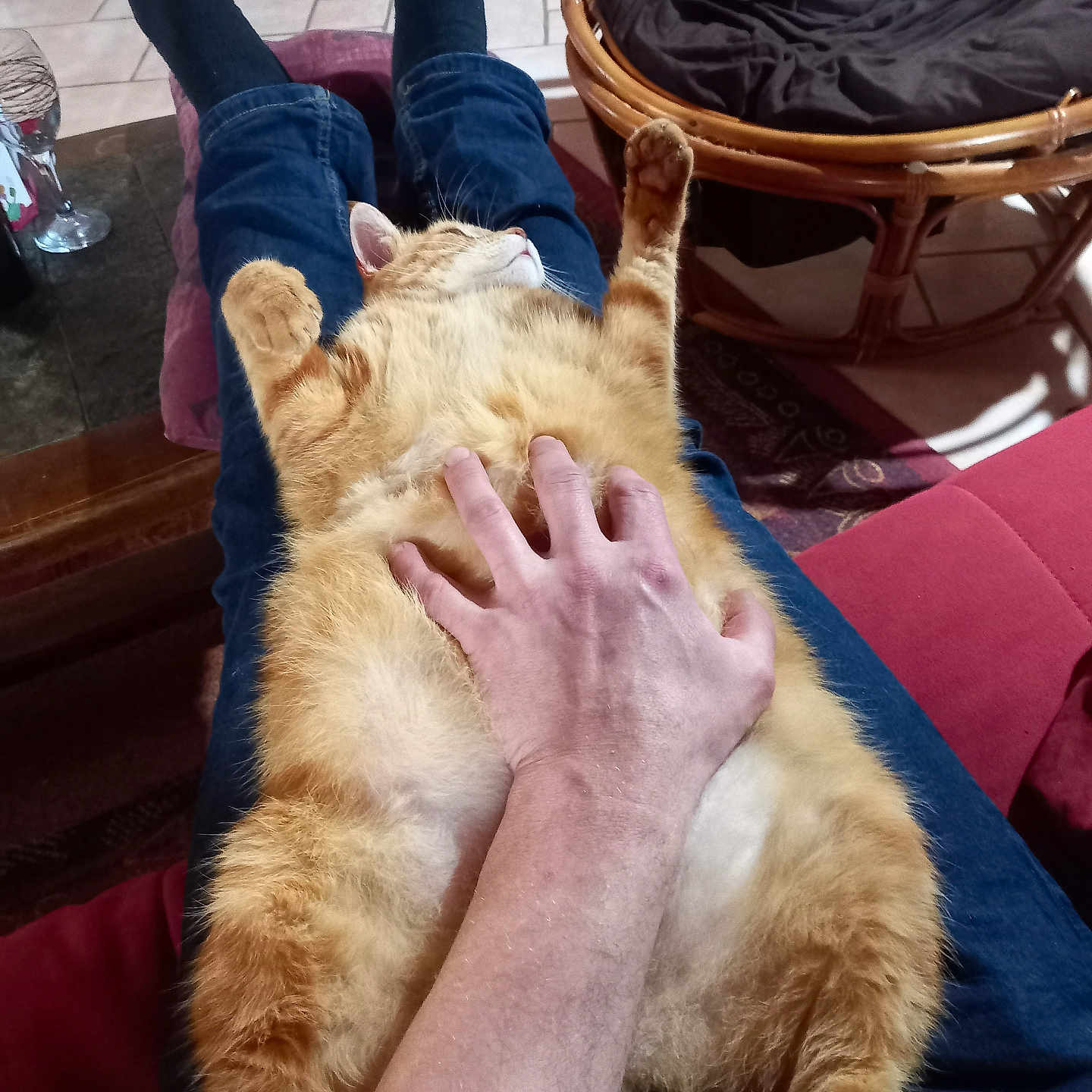 Roxy a rejoint le concours — aidez-le/la à gagner de superbes lots ! animal, armchair, bodypart, box, cat, chair, clothing, couch, finger, furniture, hand, hardwood, hosiery, manx, pants, person, pet, plywood, sock, wood