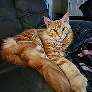 Cyrus is registered to the contest to win money with this photo: cat, orange_tabby, fluffy, lounging, indoor, chair, furniture, pet, animal, relaxed, cozy, blanket, fur, whiskers, ears, tail, paws, looking_at_camera, domestic_cat, cute