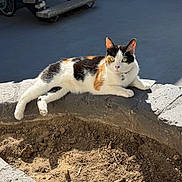 Luna joined the competition — help win amazing prizes! cat, calico_cat, pet, animal, green_eyes, collar, tag, whiskers, ears, paws, resting, lounging, sunlight, shadow, concrete, stone_edge, dirt, soil, outdoor, urban