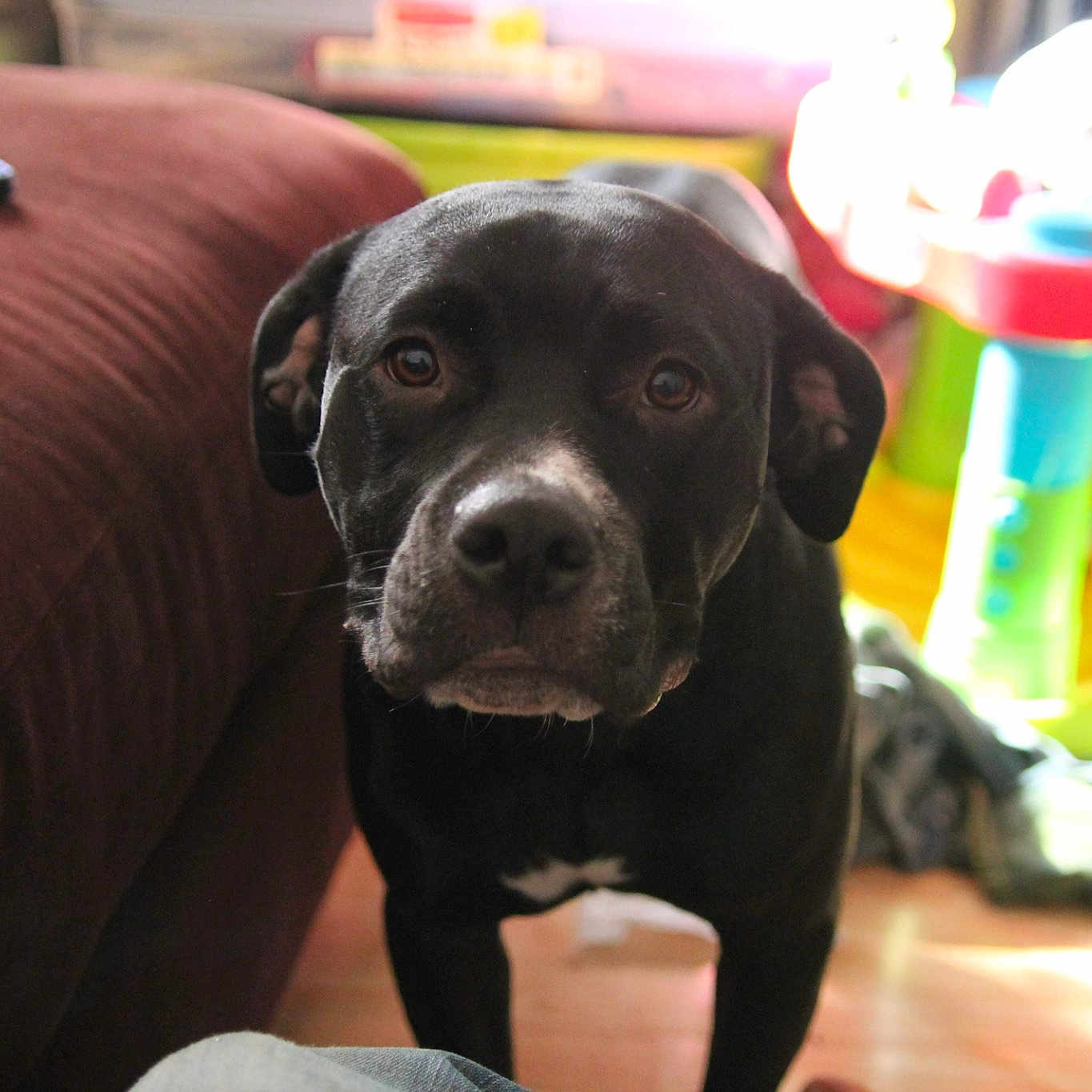 Emma Lou joined the competition — help win amazing prizes! beagador, borador, cane_corso, canidae, carnivore, companion_dog, dog, dog_breed, fawn, guard_dog, labrador_retriever, mammal, puppy, retriever, snout, sporting_group, vertebrate