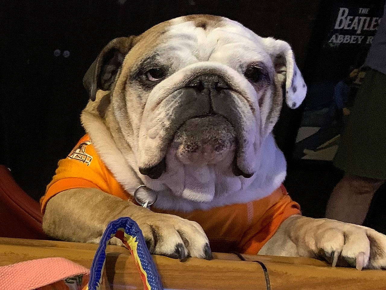 Lilly Mae joined the competition — help win amazing prizes! ancient_dog_breeds, bulldog, canidae, carnivore, collar, comfort, companion_dog, dog, dog_breed, dog_collar, fawn, puppy, puppy_love, snout, sporting_group, toy_dog, white_english_bulldog, working_animal, working_dog, wrinkle