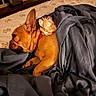 dog, french_bulldog, sleeping, bed, blanket, bedding, plush_toy, flower, indoors, bedroom, cozy, resting, brown_dog, pet, snuggling, fabric, red_collar, home, relaxation, cute