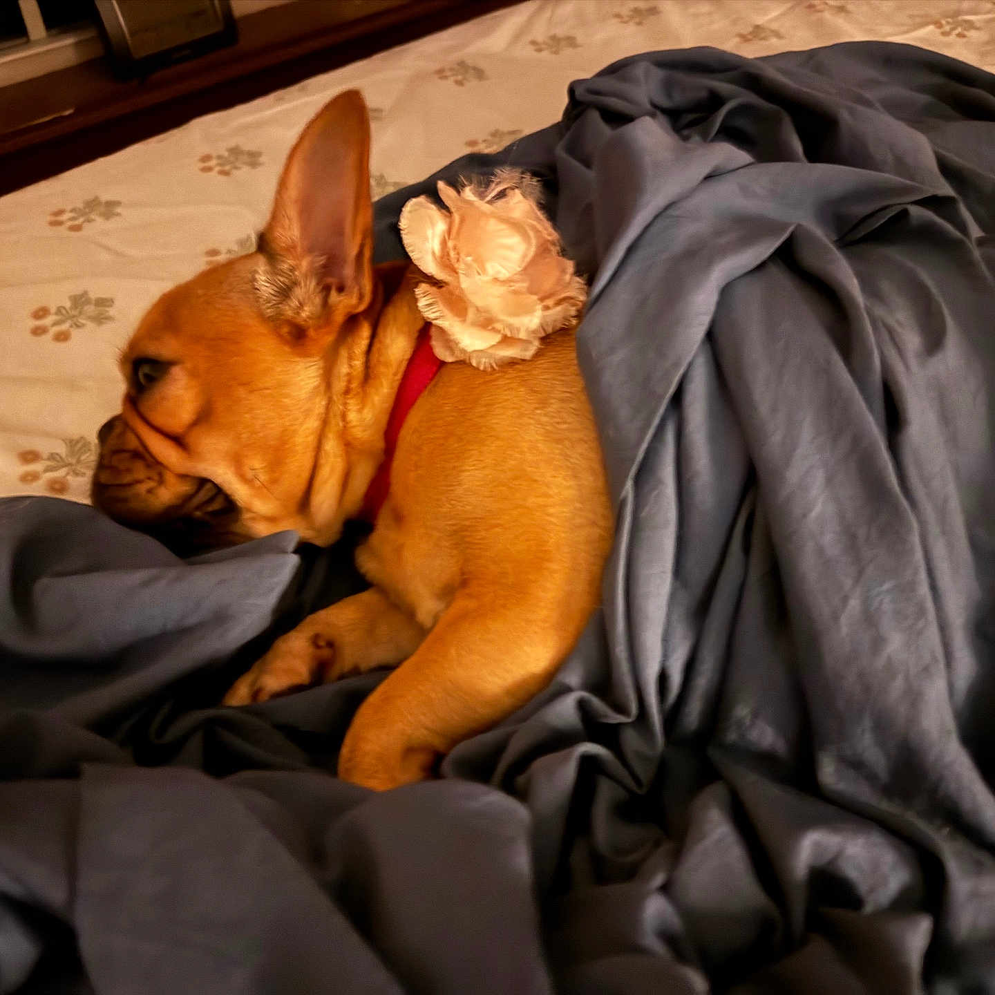 Love joined the competition — help win amazing prizes! dog, french_bulldog, sleeping, bed, blanket, bedding, plush_toy, flower, indoors, bedroom, cozy, resting, brown_dog, pet, snuggling, fabric, red_collar, home, relaxation, cute