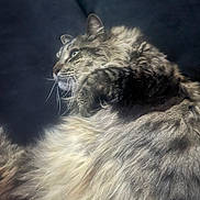 Gizmo is registered to the contest to win money with this photo: cat, feline, long_hair, fluffy, fur, whiskers, ears, eyes, nose, portrait, close_up, animal, pet, indoors, dark_background, dramatic_lighting, side_profile, sitting, majestic, textured_fur