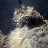 cat, feline, long_hair, fluffy, fur, whiskers, ears, eyes, nose, portrait, close_up, animal, pet, indoors, dark_background, dramatic_lighting, side_profile, sitting, majestic, textured_fur