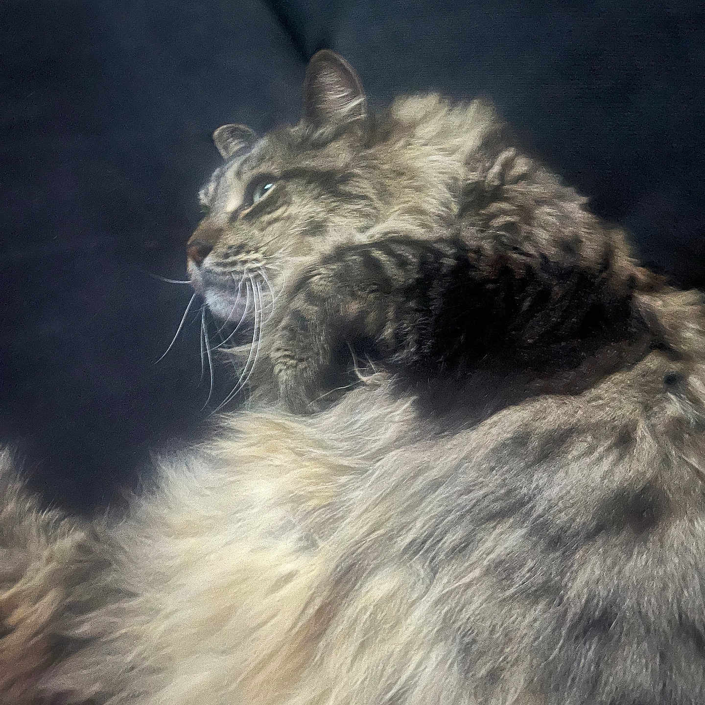 Gizmo