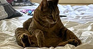 Sonny joined the competition — help win amazing prizes! animal, bed, bedding, cat, cozy, cute, domestic, ears, fur, furniture, home, indoor, legs, pet, pillow, relaxed, resting, sleepy, tabby, whiskers