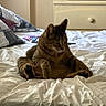 animal, bed, bedding, cat, cozy, cute, domestic, ears, fur, furniture, home, indoor, legs, pet, pillow, relaxed, resting, sleepy, tabby, whiskers
