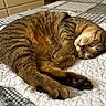 animal, bed, cat, closeup, comfort, cozy, cute, domestic, feline, fur, indoor, paws, pet, quilt, relaxed, resting, sleeping, striped, tabby, whiskers