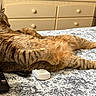 cat, tabby_cat, bed, remote_control, furniture, dormitory, resting, relaxed, indoor, striped, pet, animal, sleeping, couch, domestic_animal, household, comfort, feline, laid_back, cute