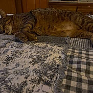 Sonny is registered to the contest to win money with this photo: animal, bed, blanket, cat, comfort, cozy, fur, furniture, home, indoor, paw, pet, quiet, quilt, relaxation, resting, sleeping, striped, tabby, wood