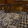 animal, bed, blanket, cat, comfort, cozy, fur, furniture, home, indoor, paw, pet, quiet, quilt, relaxation, resting, sleeping, striped, tabby, wood