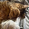 Sonny joined the competition — help win amazing prizes! animal, bed, blanket, cat, closeup, comfort, cozy, cute, ears, feline, fur, indoor, paw, pet, relaxing, resting, sleeping, soft, tabby, whiskers