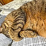 Sonny joined the competition — help win amazing prizes! animal, bed, blanket, cat, closeup, cozy, cute, feline, fur, indoor, nap, paw, pet, relaxation, resting, sleeping, soft, striped, tabby, warm