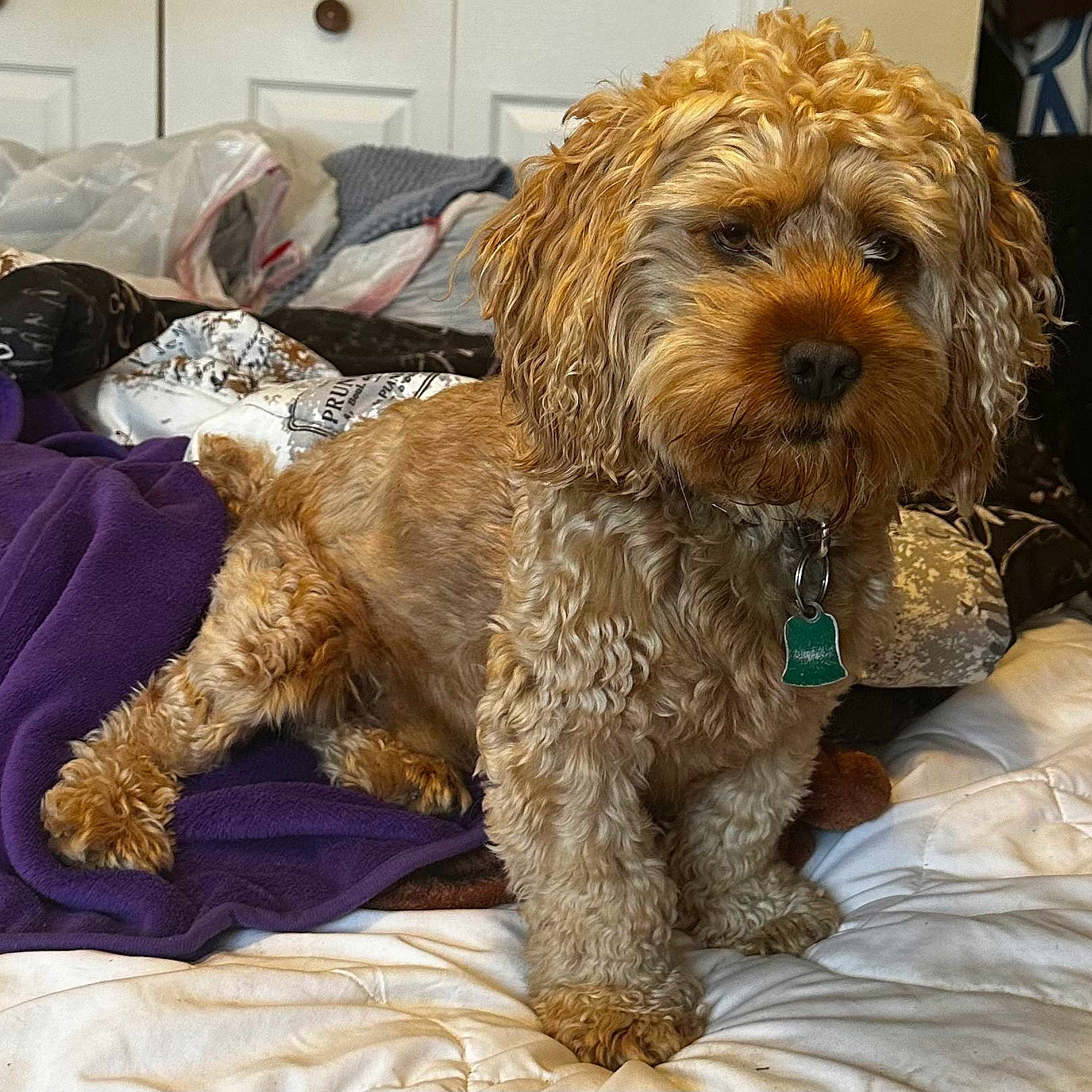 Teddy James Tj joined the competition — help win amazing prizes! animal, bed, bedroom, blanket, canine, cockerspaniel, couch, cushion, dog, furniture, homedecor, indoors, linen, person, pet, poodle, puppy, quilt, room, terrier