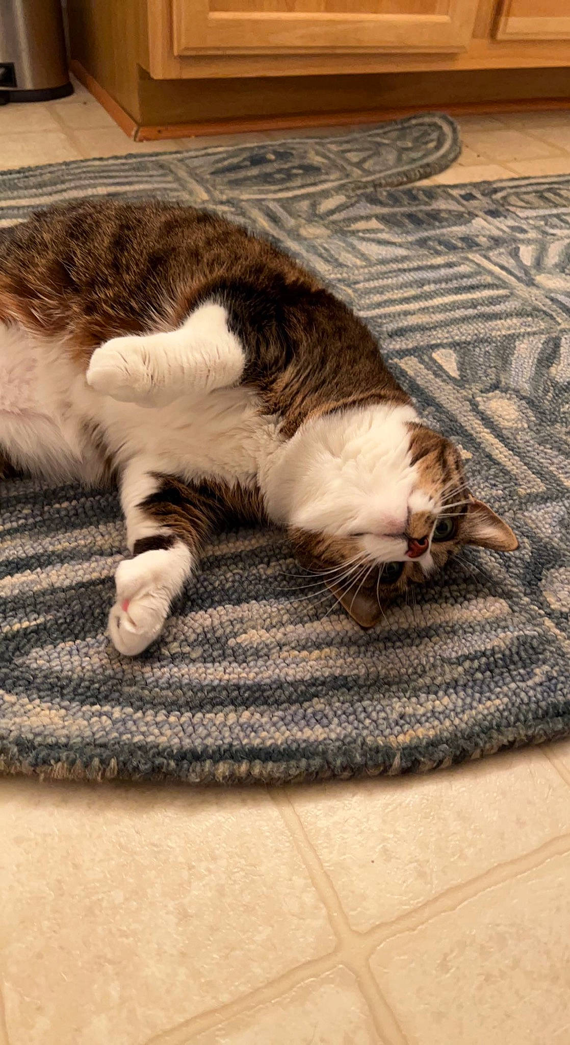 Boog joined the competition — help win amazing prizes! carnivore, carpet, cat, claw, comfort, domestic_short_haired_cat, felidae, floor, flooring, fur, hardwood, linens, nap, paw, small_to_medium_sized_cats, snout, tail, textile, whiskers, wood