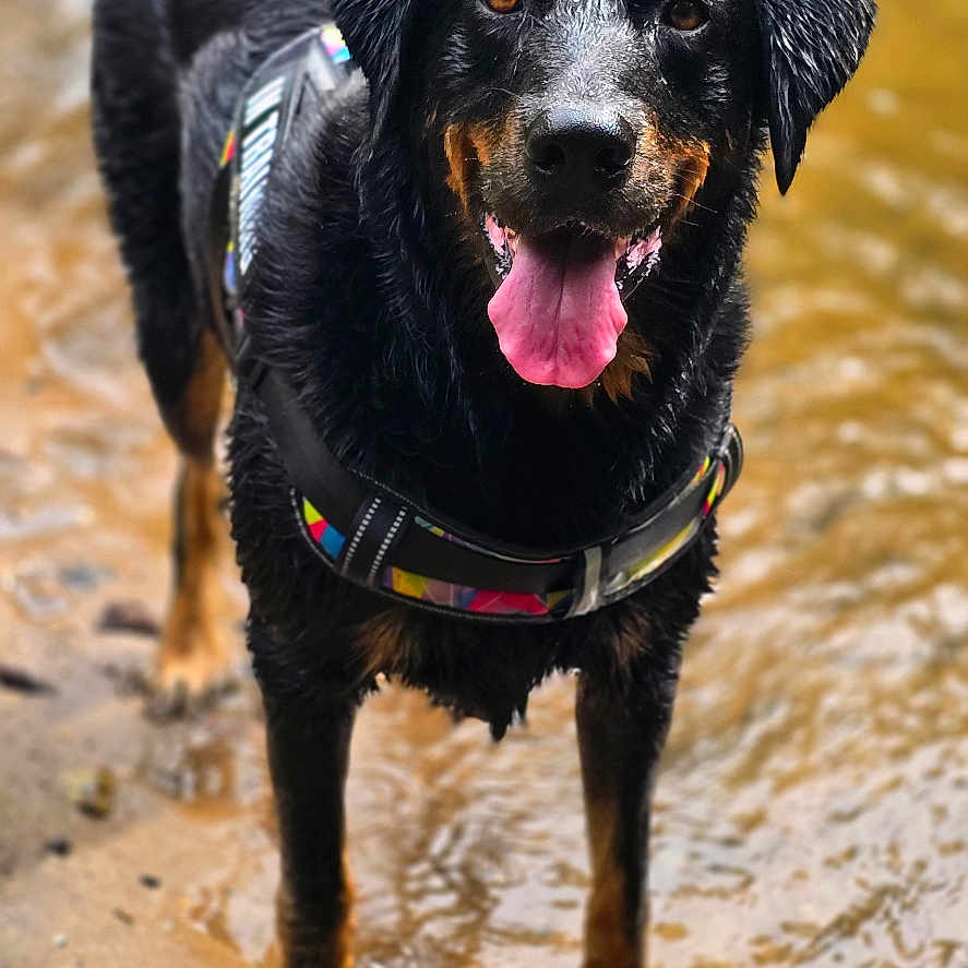 Roxy a rejoint le concours — aidez-le/la à gagner de superbes lots ! animal, canine, dog, fur, happy, harness, mammal, mud, nature, outdoor, paw, pet, playful, riverbank, smiling, standing, tail, tongue_out, water, wet