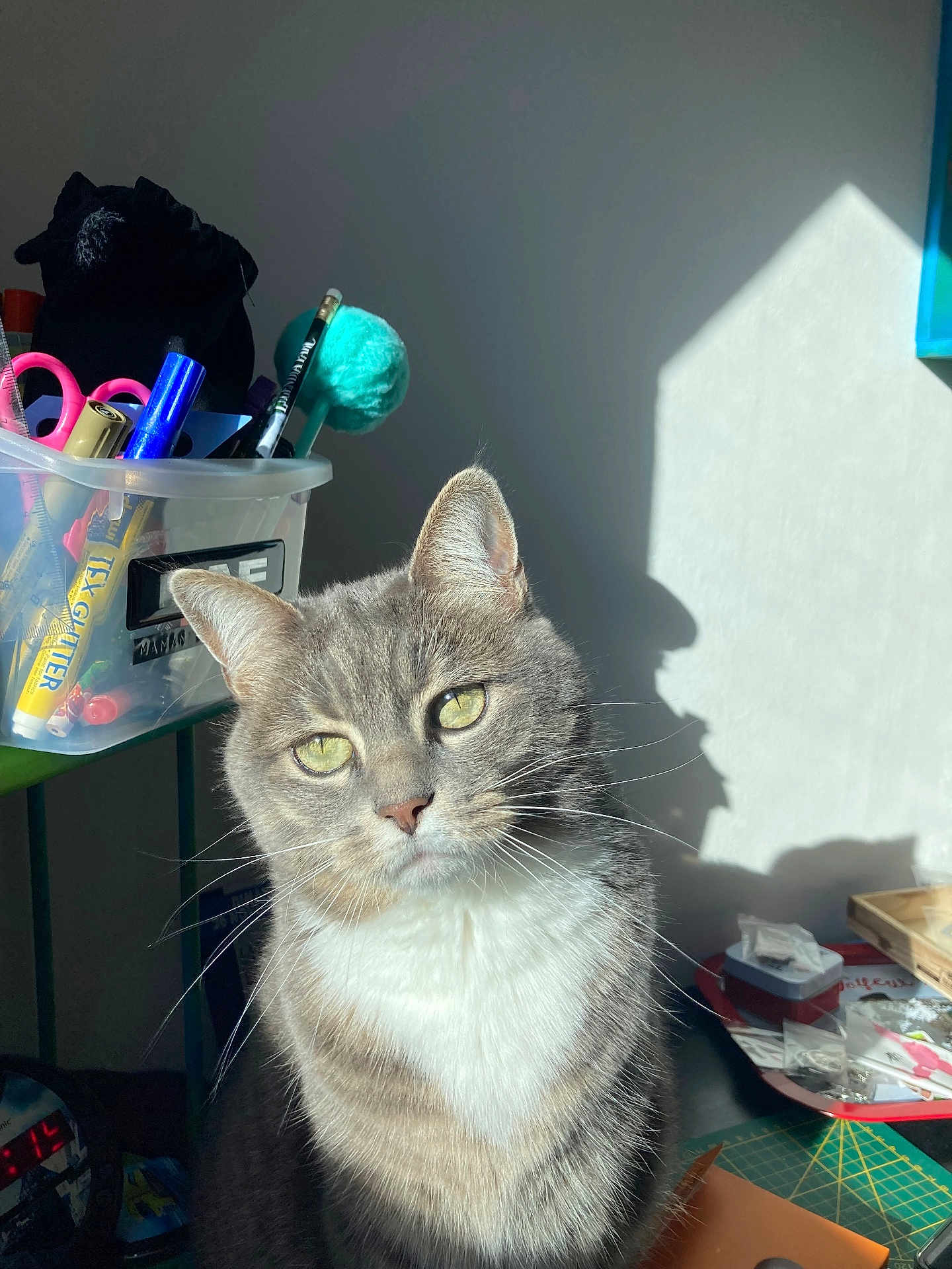 Cookie a rejoint le concours — aidez-le/la à gagner de superbes lots ! abyssinian, animal, bag, box, brush, cat, desk, device, face, furniture, head, kitten, manx, person, pet, photography, portrait, shelf, table, tool