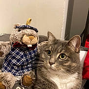 Cookie a rejoint le concours — aidez-le/la à gagner de superbes lots ! abyssinian, angora, animal, blanket, cat, clothing, couch, doll, furniture, hat, homedecor, kitten, linen, manx, person, pet, plush, tartan, teddybear, toy