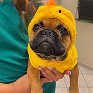 Rocco is registered to the contest to win money with this photo: dog, puppy, costume, yellow, fluffy, indoor, person, holding, green_scrubs, tile_floor, cute, funny, pet, animal, expression, face, small_dog, adorable, chick_outfit, hands
