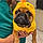 Rocco