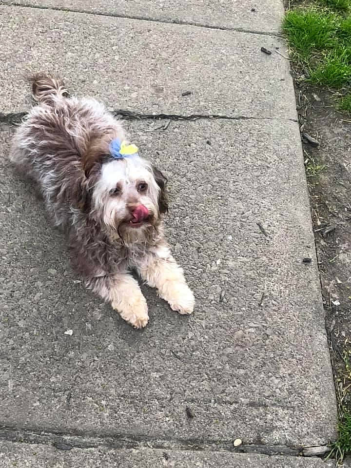 Chocolate Kay Troutman joined the competition — help win amazing prizes! bolonka, canidae, carnivore, catalan_sheepdog, cockapoo, dog, dog_breed, havanese, lhasa_apso, mammal, petit_basset_griffon_vendeen, polish_lowland_sheepdog, poodle_crossbreed, rare_breed_dog, sapsali, sporting_group, sporting_lucas_terrier, terrier, tibetan_terrier, vertebrate