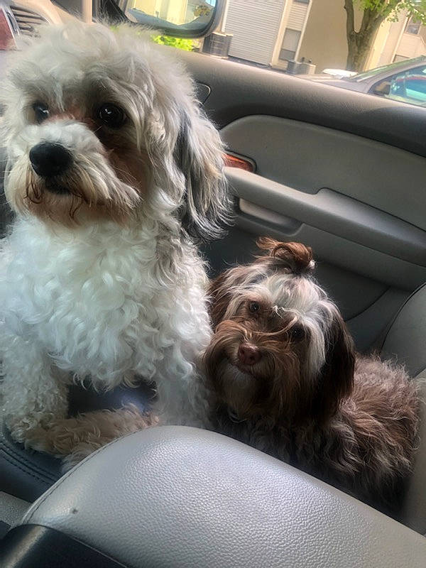 Chocolate Kay Troutman joined the competition — help win amazing prizes! bolonka, canidae, carnivore, chinese_imperial_dog, companion_dog, dog, dog_breed, havanese, kyi_leo, lhasa_apso, lowchen, maltepoo, maltese, mammal, morkie, schnoodle, shih_poo, shih_tzu, snout, vertebrate