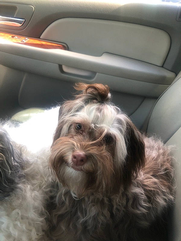 Chocolate Kay Troutman is registered to the contest to win money with this photo: bearded_collie, bolonka, canidae, carnivore, companion_dog, dog, dog_breed, ear, facial_hair, fur, havanese, lowchen, non_sporting_group, petit_basset_griffon_vendeen, schnoodle, shih_tzu, sporting_group, terrier, tibetan_terrier, toy_dog