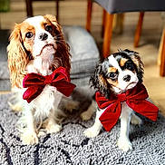 Abby Et Vicky participe au concours pour gagner de l'argent avec cette photo : dog, cavalier_king_charles_spaniel, pet, red_bow, indoor, carpet, curious, cute, fur, animal, companion, mammal, sitting, looking_up, domestic_animal, adorable, two_dogs, decor, furniture, home