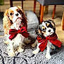 dog, cavalier_king_charles_spaniel, pet, red_bow, indoor, carpet, curious, cute, fur, animal, companion, mammal, sitting, looking_up, domestic_animal, adorable, two_dogs, decor, furniture, home