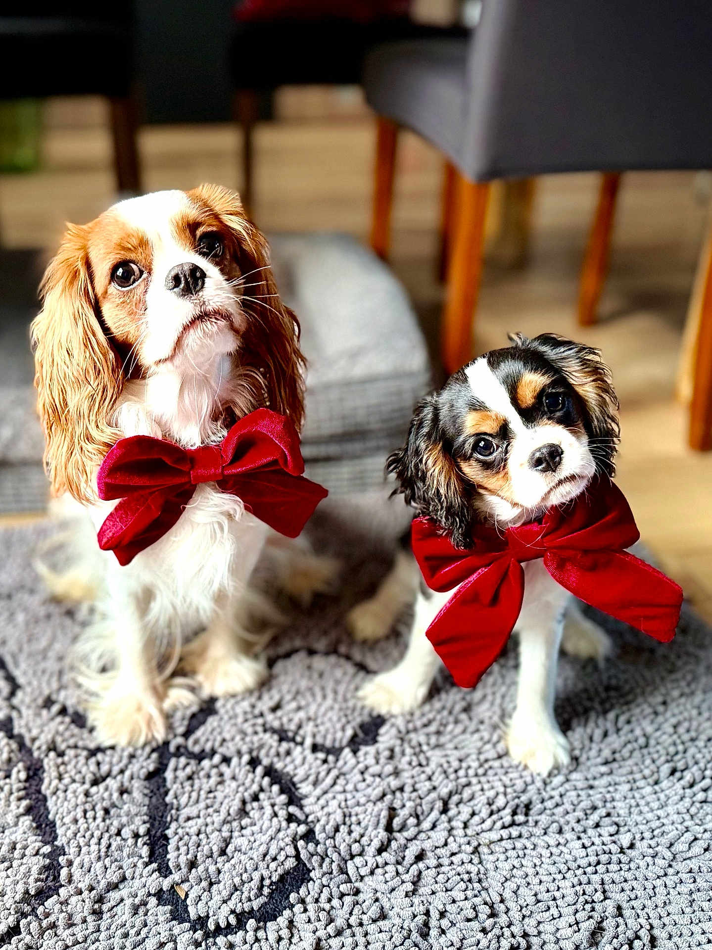 Abby Et Vicky participe au concours pour gagner de l'argent avec cette photo : dog, cavalier_king_charles_spaniel, pet, red_bow, indoor, carpet, curious, cute, fur, animal, companion, mammal, sitting, looking_up, domestic_animal, adorable, two_dogs, decor, furniture, home