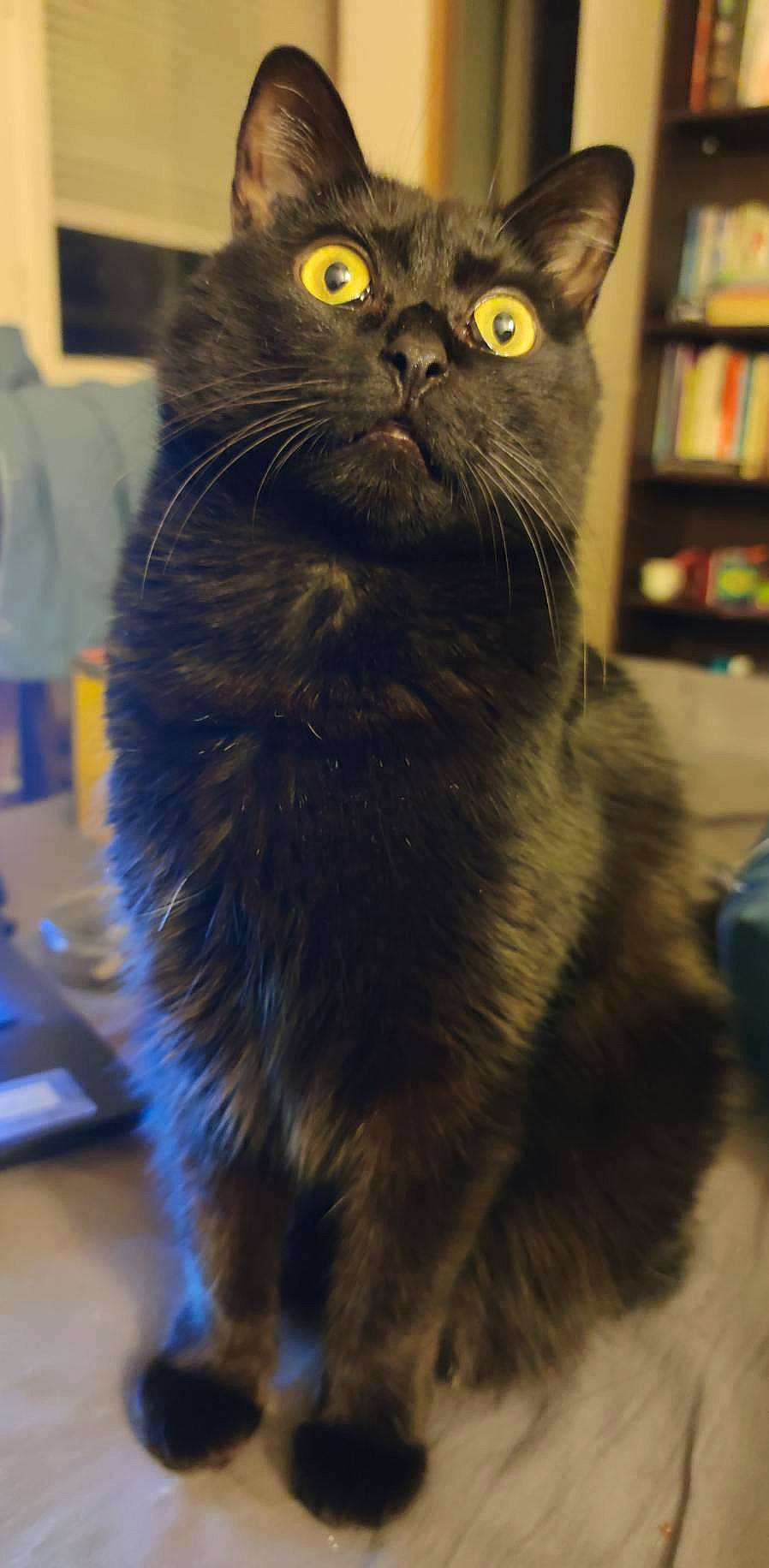 Ozzy a rejoint le concours — aidez-le/la à gagner de superbes lots ! black_cat, bombay, bookcase, carnivore, cat, claw, domestic_short_haired_cat, electric_blue, fawn, felidae, fur, shelf, shelving, small_to_medium_sized_cats, snout, tail, terrestrial_animal, whiskers